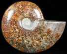 Cleoniceras Ammonite Fossil - Madagascar #44373-1